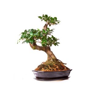 Majestic Bonsai