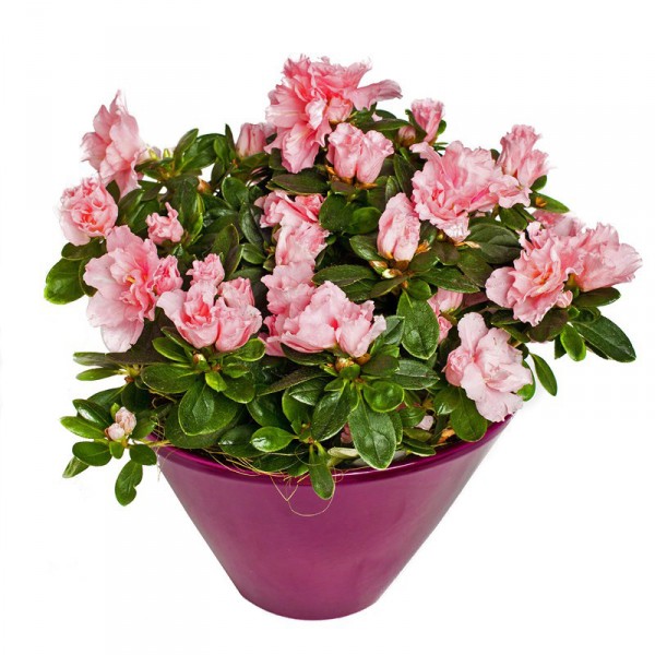 Pinkish Azalea